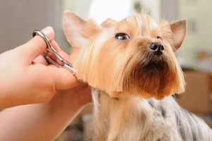scorpp120100032.jpg - yorkshire terrier getting his hair cut at the groomer