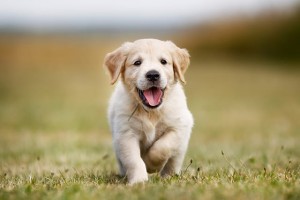 Seven week old golden retriever puppy outdoors on a sunny day.