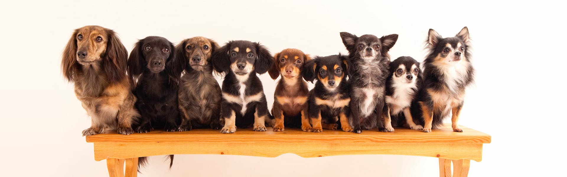 大切な愛犬を心をこめてお預かりいたします。