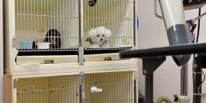 pethotel_img002