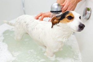 edu1971130500118.jpg - a dog taking a shower with soap and water